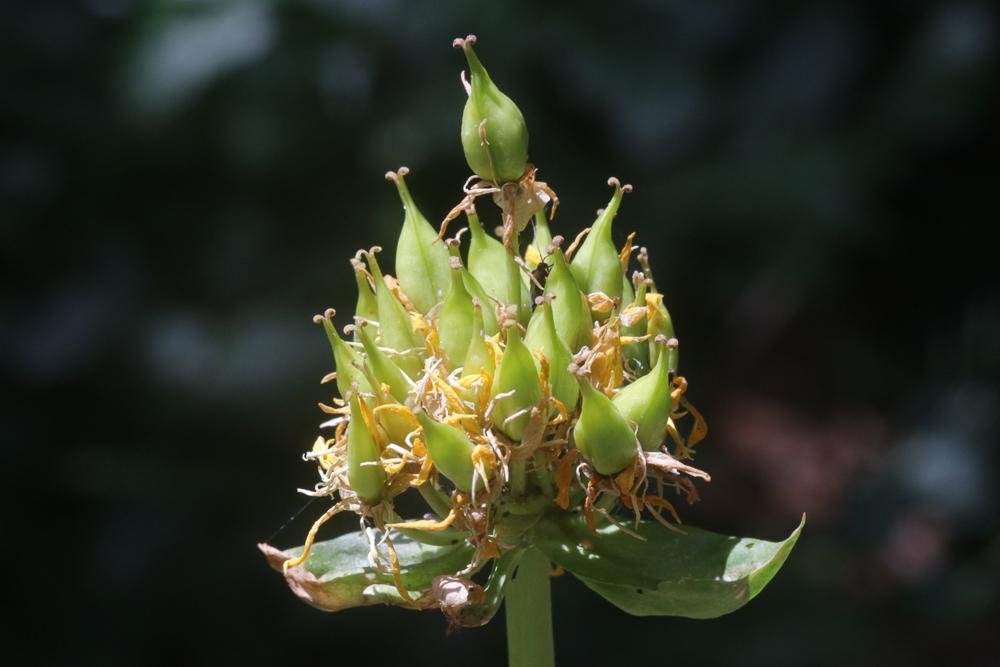 Gentiane jaune Gentiana lutea L., 1753