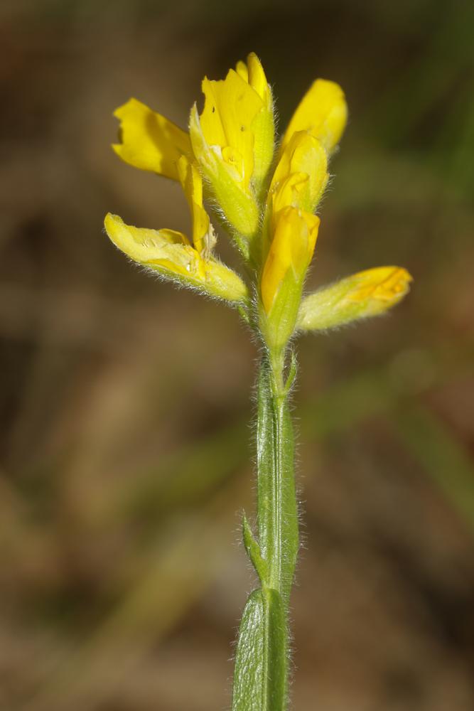 Genêt ailé, Genistrolle Genista sagittalis L., 1753
