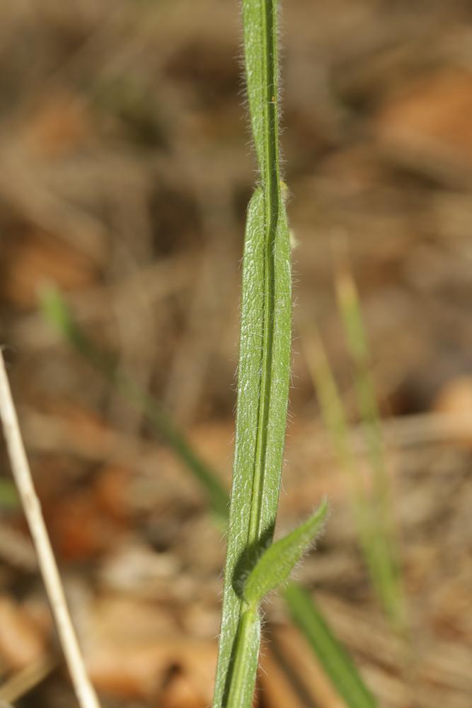 Genêt ailé, Genistrolle Genista sagittalis L., 1753