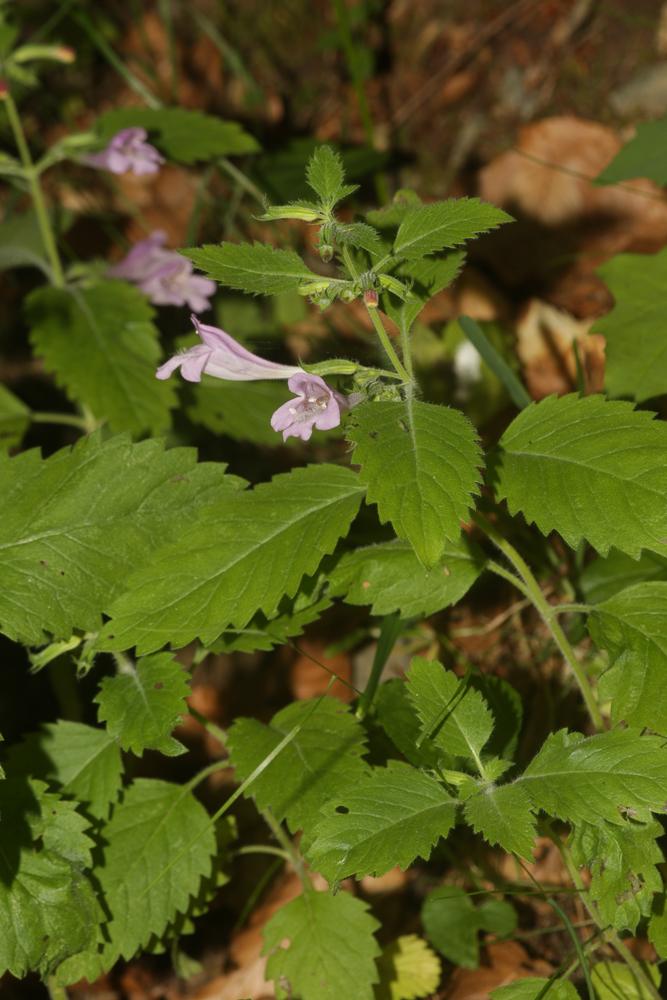 Calament à grandes fleurs Clinopodium grandiflorum (L.) Kuntze, 1891