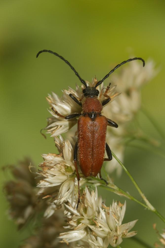 Lepture rouge Stictoleptura rubra (Linnaeus, 1758)