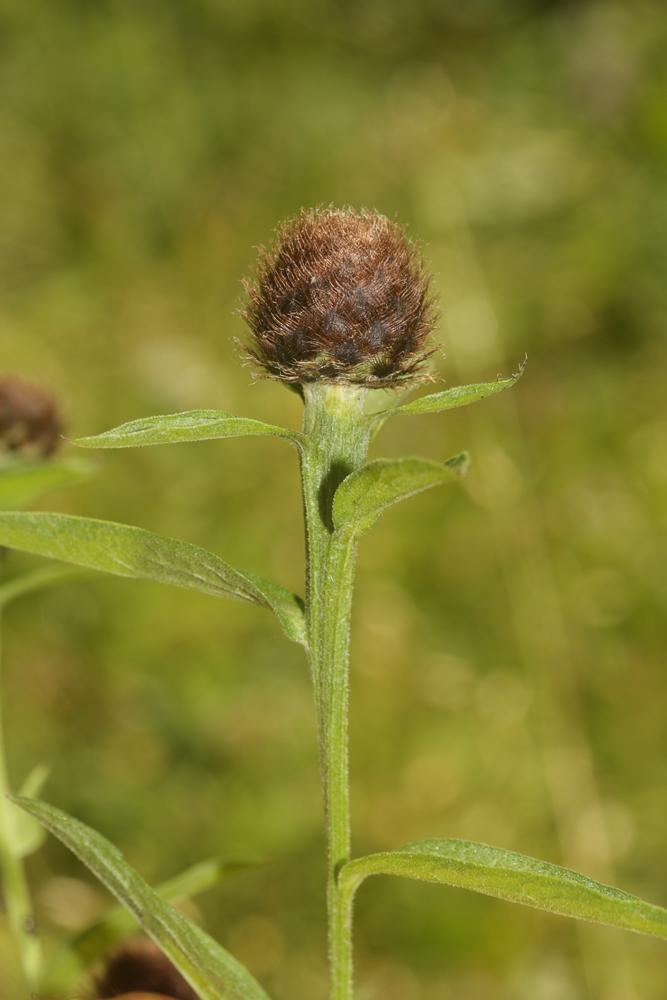 Centaurée noire Centaurea nigra L., 1753