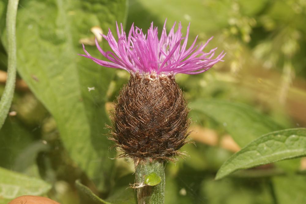 Centaurée noire Centaurea nigra L., 1753