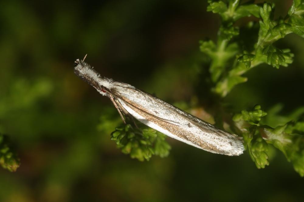  Pleurota bicostella (Clerck, 1759)