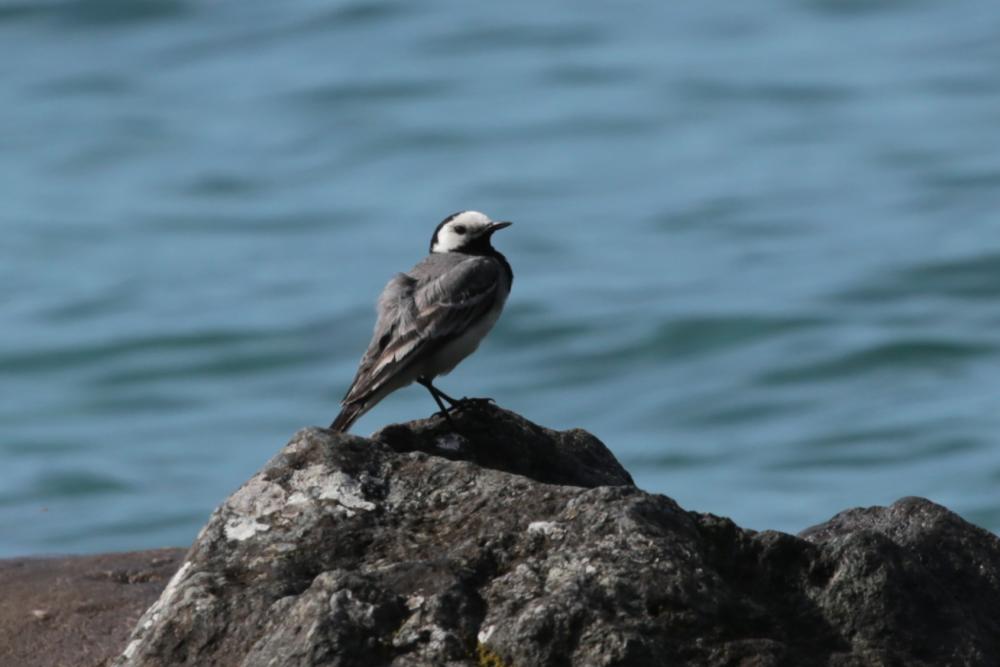 Bergeronnette grise Motacilla alba Linnaeus, 1758