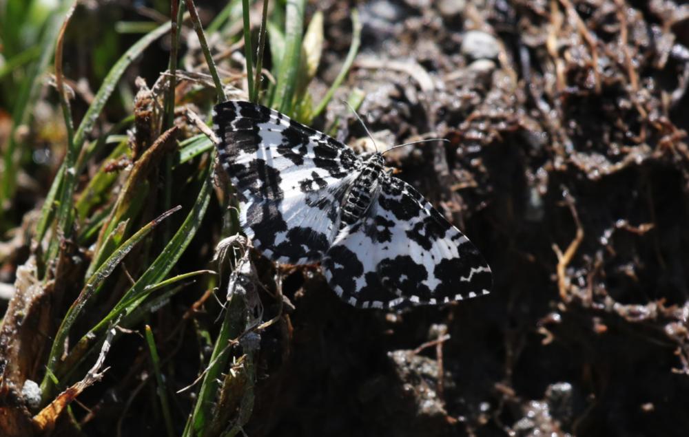 Mélanippe triste (La) Epirrhoe tristata (Linnaeus, 1758)