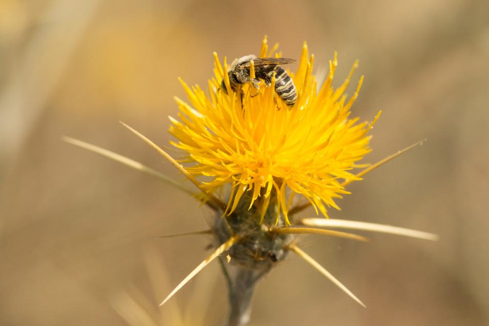 Camptopoeum nasutum (Spinola, 1838)