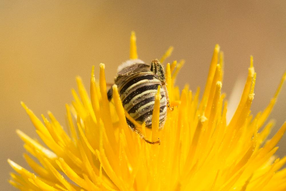 Camptopoeum nasutum (Spinola, 1838)