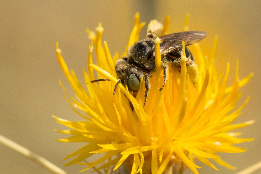 Camptopoeum nasutum (Spinola, 1838)