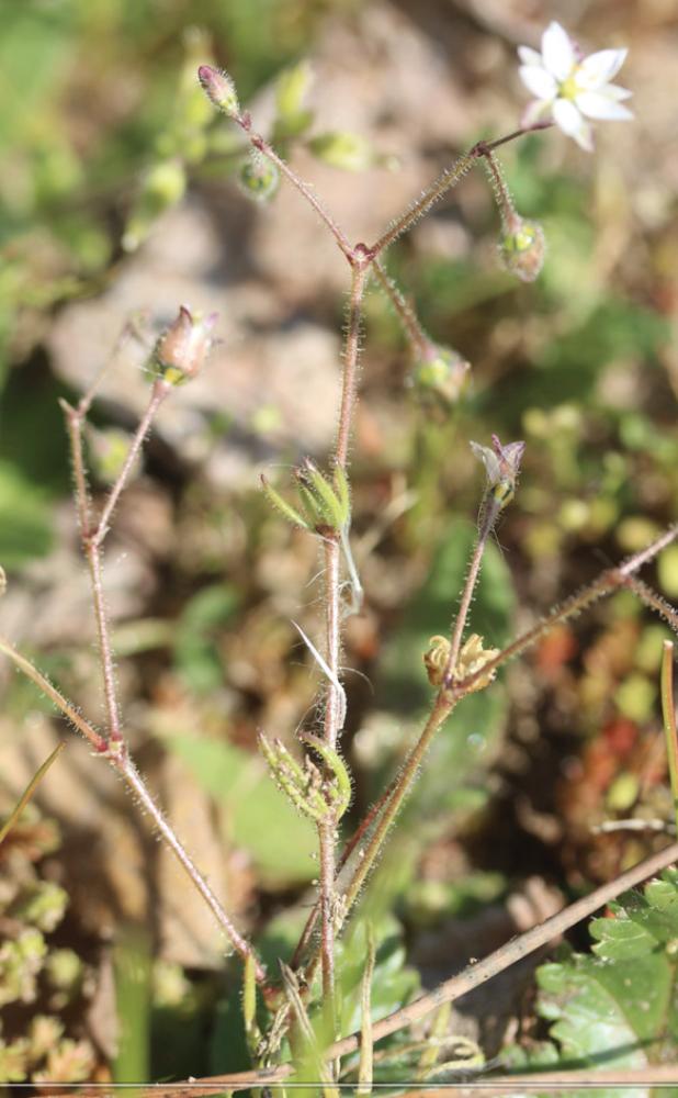 Spergule des champs, Espargoutte des champs, Sparg Spergula arvensis L., 1753