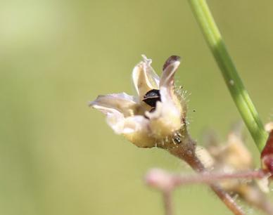 Spergule des champs, Espargoutte des champs, Sparg Spergula arvensis L., 1753