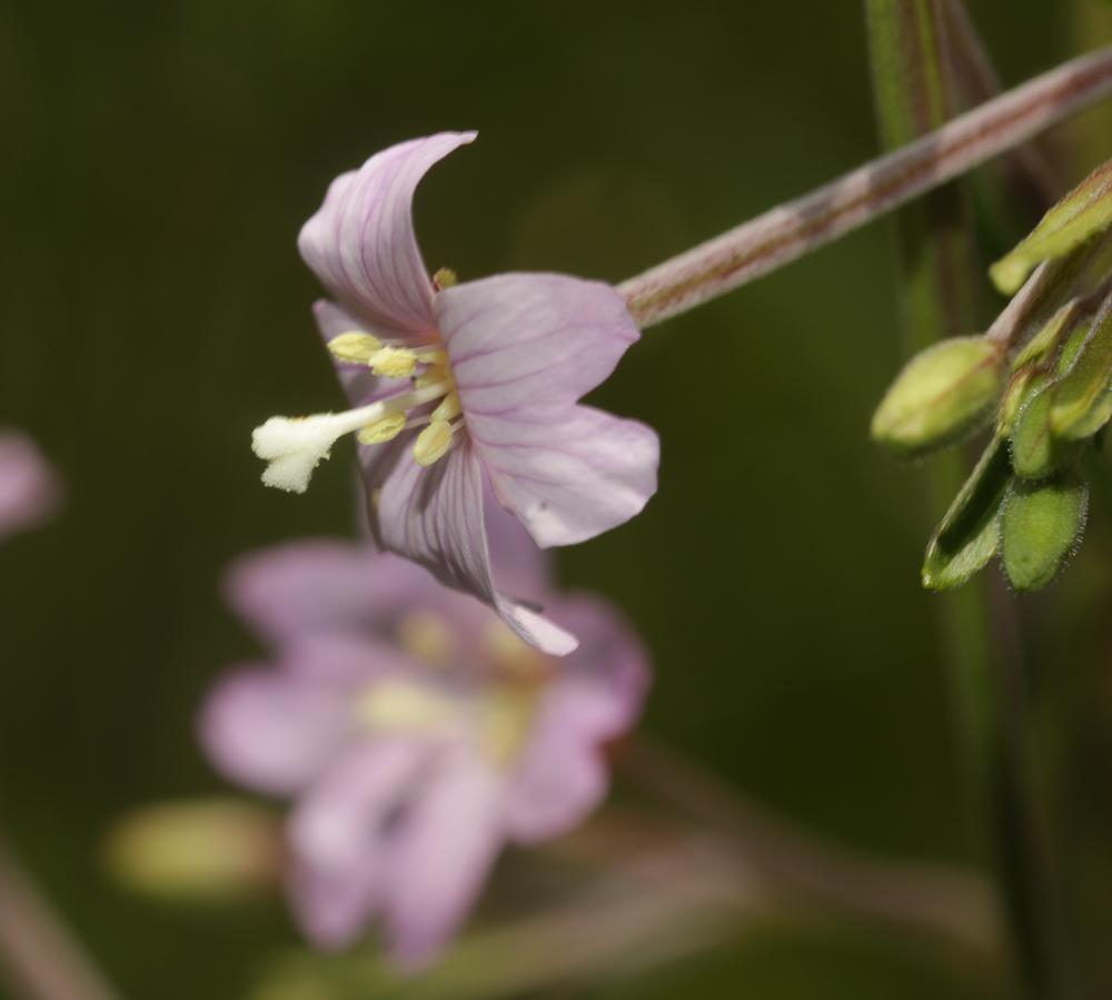 Épilobe des marais Epilobium palustre L., 1753