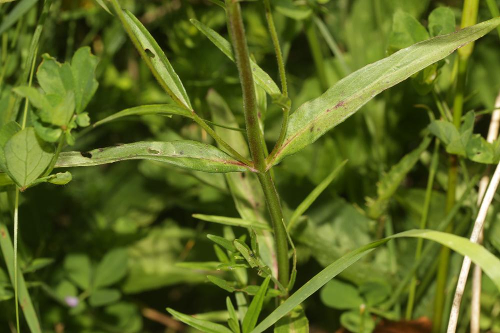 Épilobe des marais Epilobium palustre L., 1753