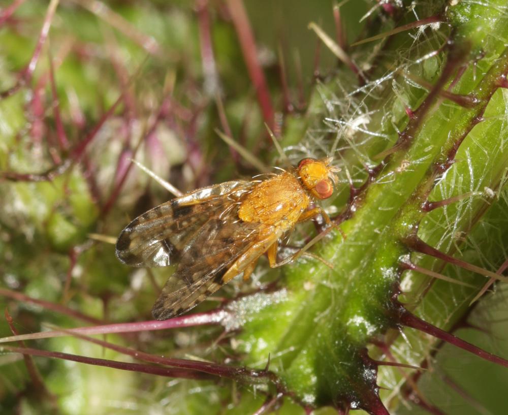 Xyphosia miliaria (Schrank, 1781)