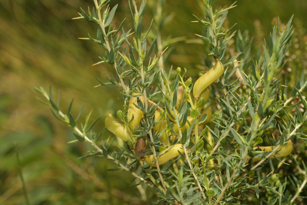 Genêt d'Angleterre, Petit Genêt épineux Genista anglica L., 1753