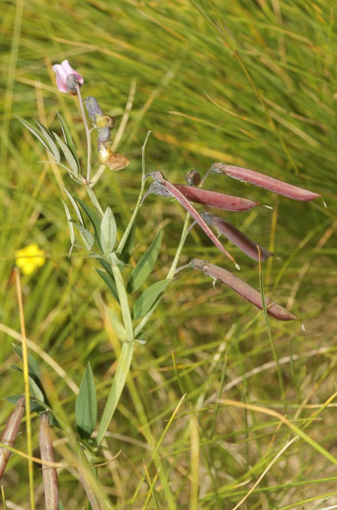 Gesse des montagnes, Gesse à feuilles de Lin Lathyrus linifolius (Reichard) Bässler, 1971