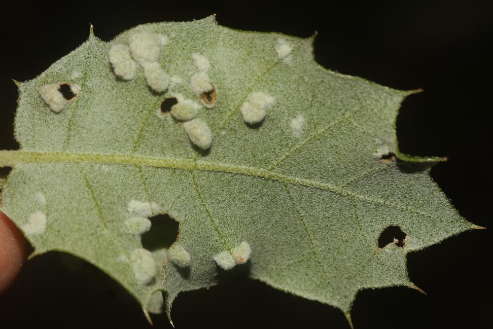 Dryomyia lichtensteinii (F. Löw, 1878)