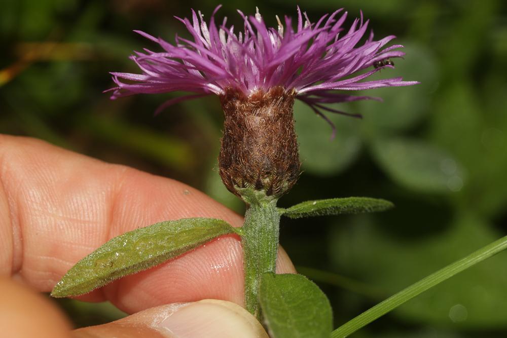 Le Centaurée de Debeaux Centaurea decipiens Thuill., 1799