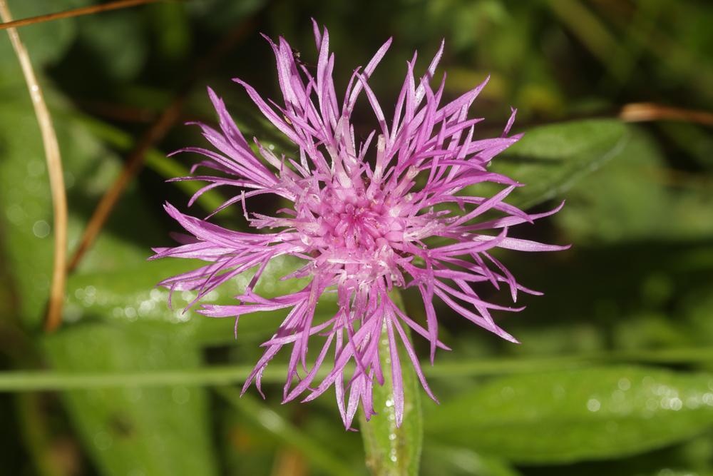 Le Centaurée de Debeaux Centaurea decipiens Thuill., 1799