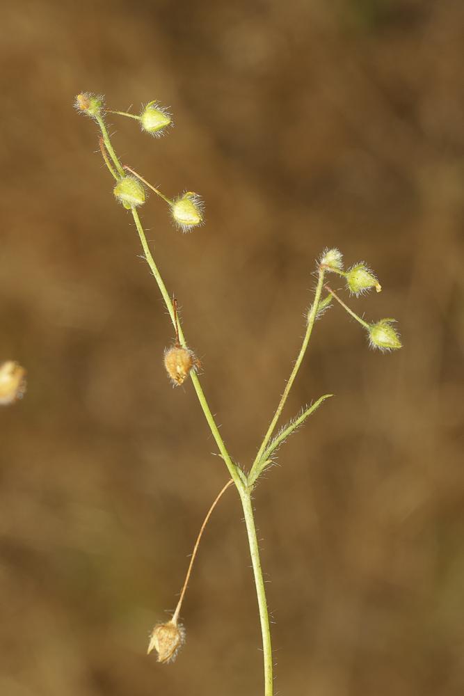 Hélianthème taché Tuberaria guttata (L.) Fourr., 1868