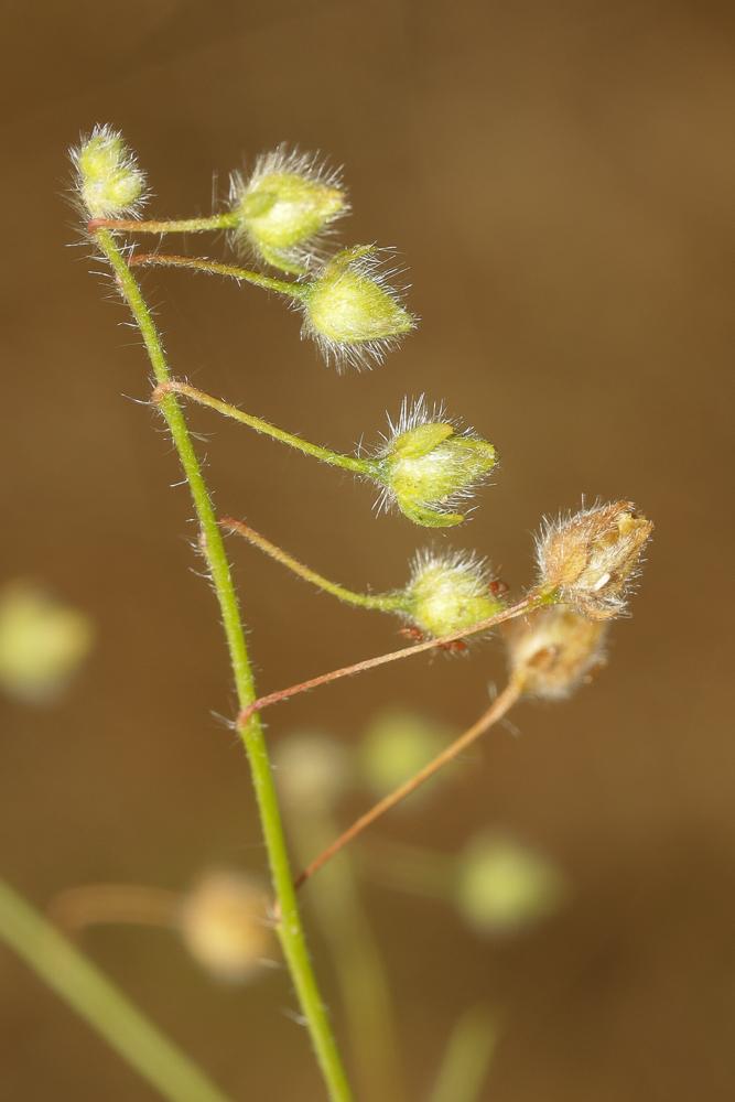 Hélianthème taché Tuberaria guttata (L.) Fourr., 1868