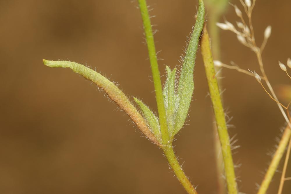 Hélianthème taché Tuberaria guttata (L.) Fourr., 1868
