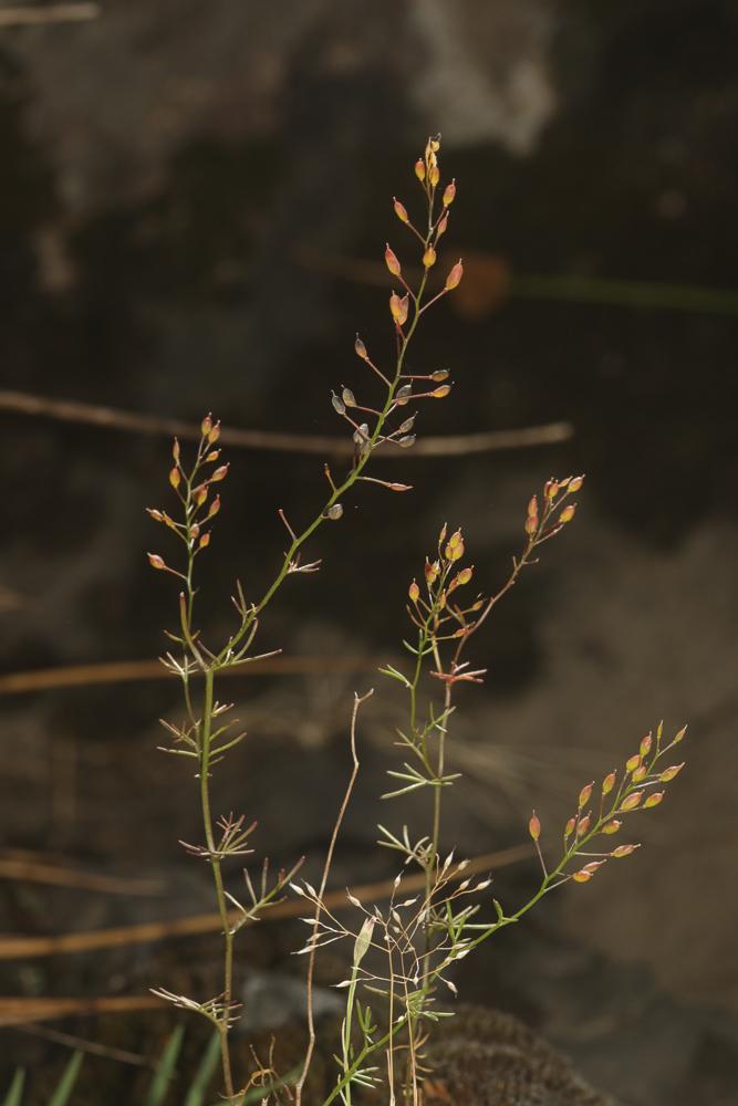 Rorippe des Pyrénées, Roripe des Pyrénées Rorippa pyrenaica (All.) Rchb., 1838