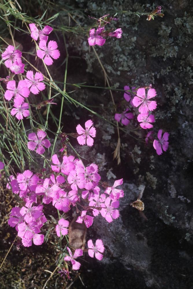 Œillet des terrains granitiques Dianthus graniticus Jord., 1849