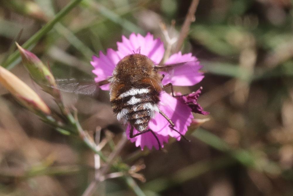Bombylius cruciatus Fabricius, 1798