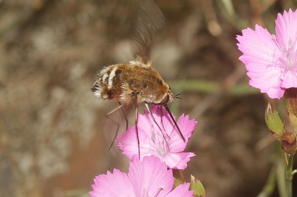Bombylius cruciatus Fabricius, 1798