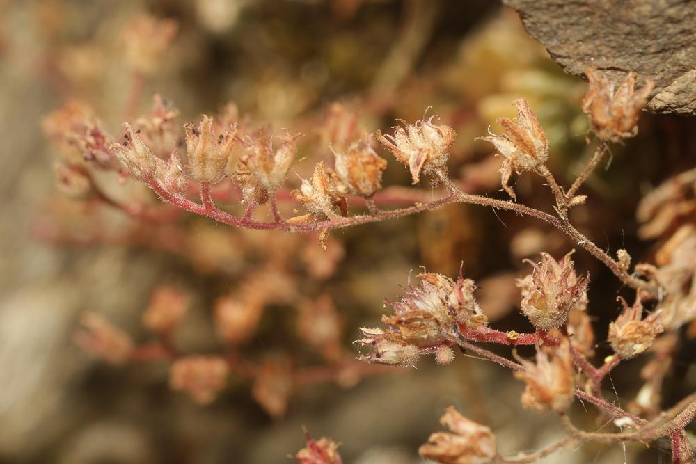 Saxifrage continentale Saxifraga fragosoi Sennen, 1929