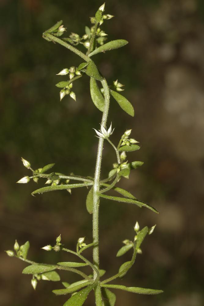 Orpin pourpier, Orpin paniculé Sedum cepaea L., 1753