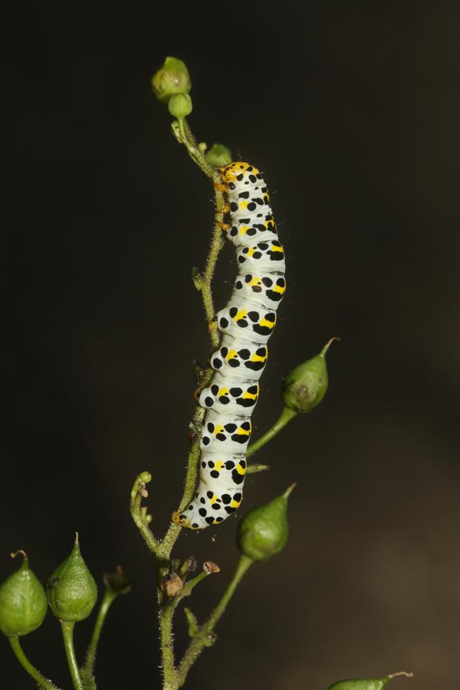Cucullie de la Scrophulaire (La) Shargacucullia scrophulariae (Denis & Schiffermüller, 1775)