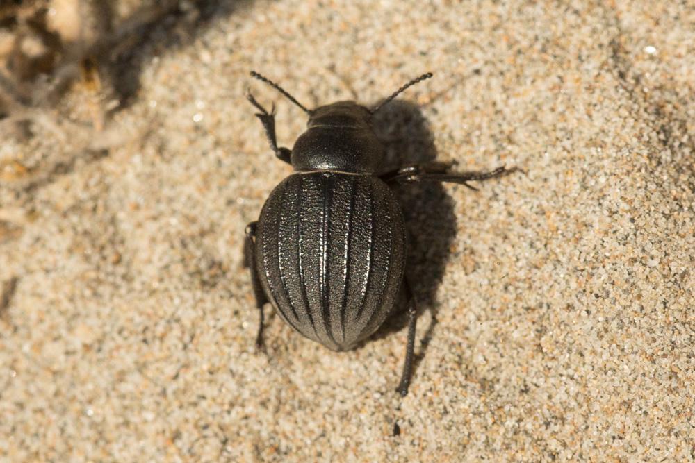 Pimelia Fabricius, 1775