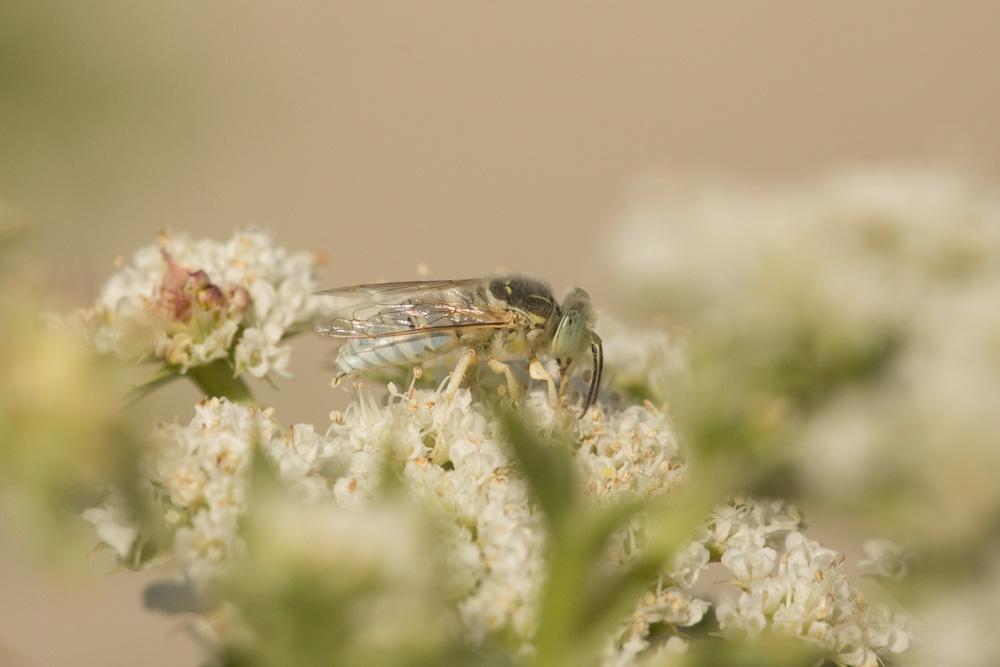 Bembix olivacea Fabricius, 1787
