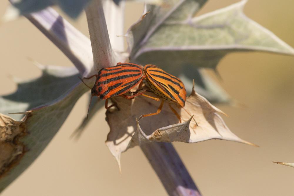 Graphosoma semipunctatum (Fabricius, 1775)