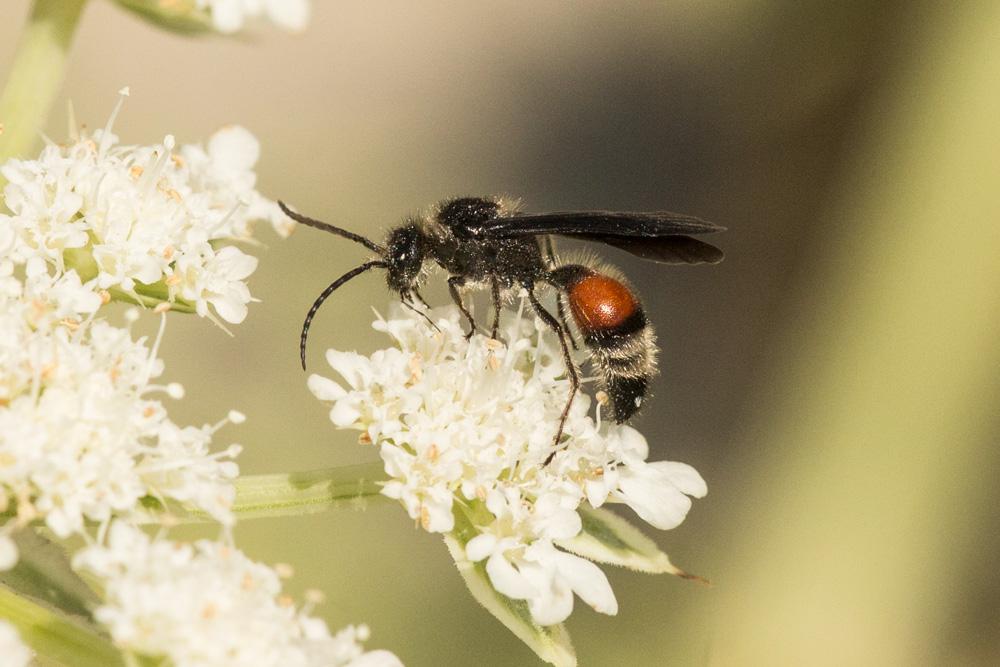 Mutillidae Latreille, 1802