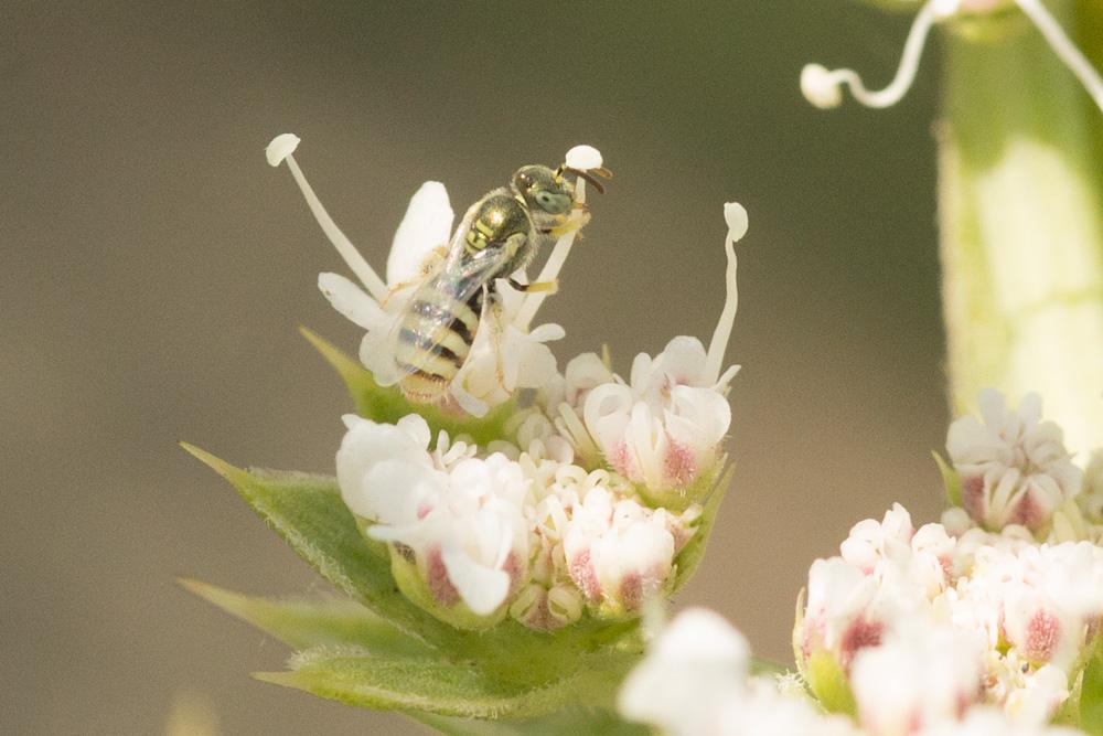 Ceylalictus variegatus (Olivier, 1789)