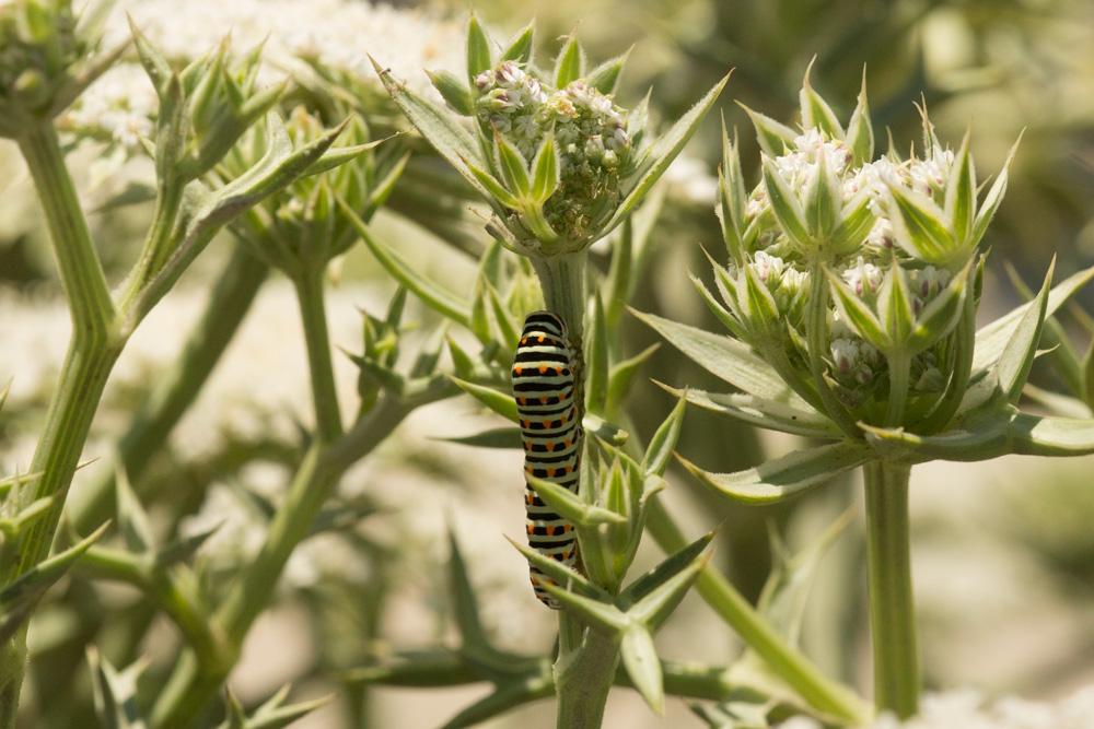 Le Machaon (Le), Grand Porte-Queue (Le) Papilio machaon Linnaeus, 1758