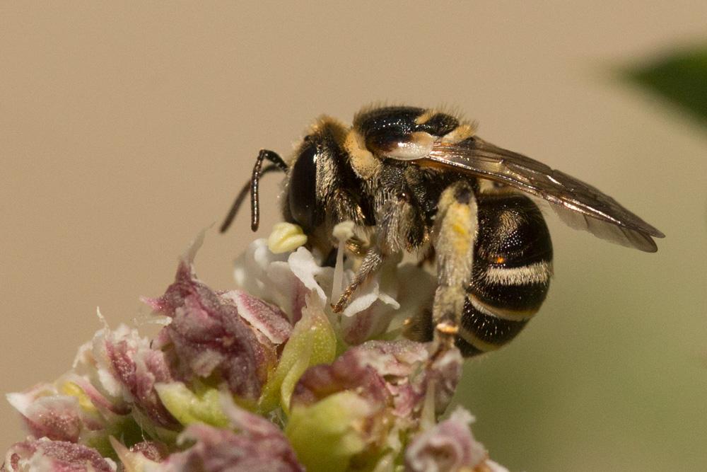 Le  Nomiapis bispinosa (Brullé, 1832)