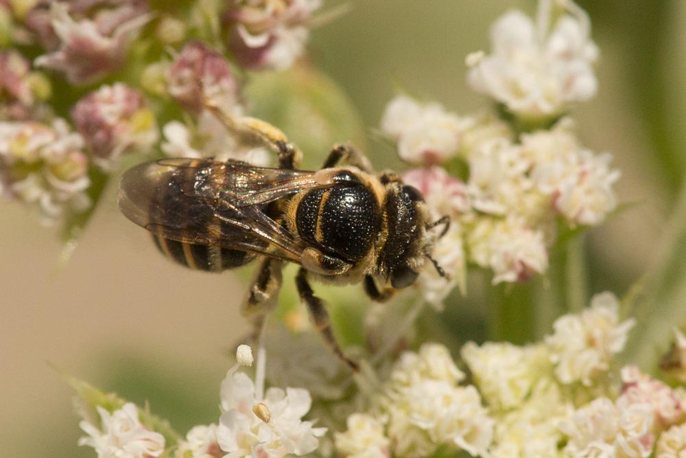 Le  Nomiapis bispinosa (Brullé, 1832)