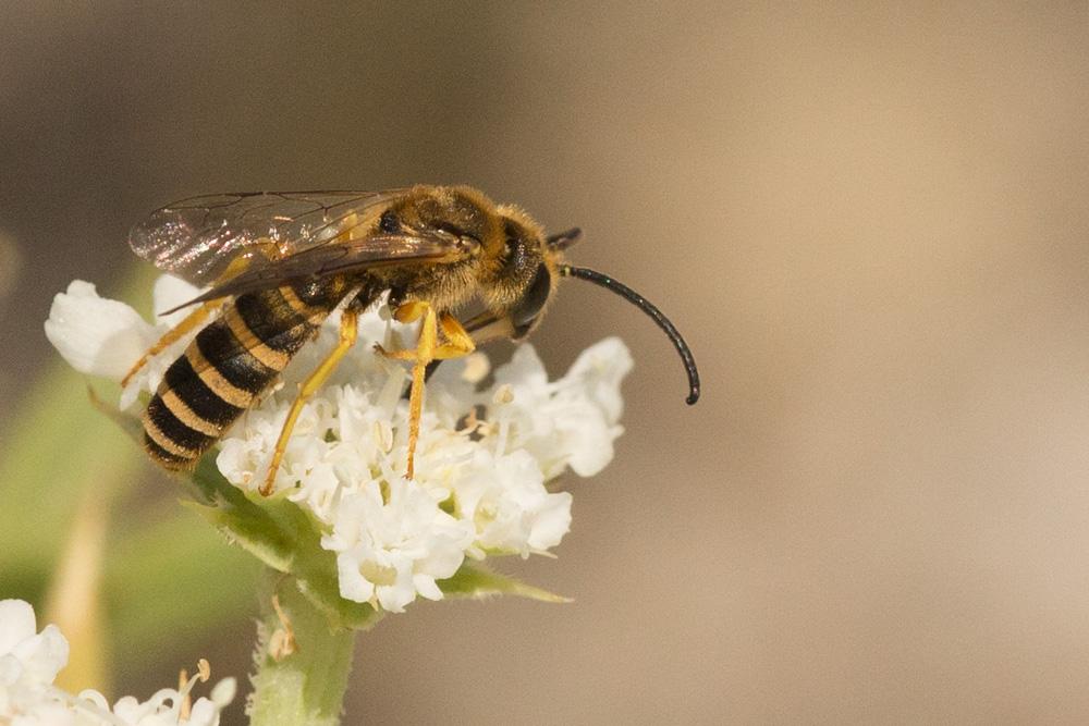 Halictus scabiosae (Rossi, 1790)