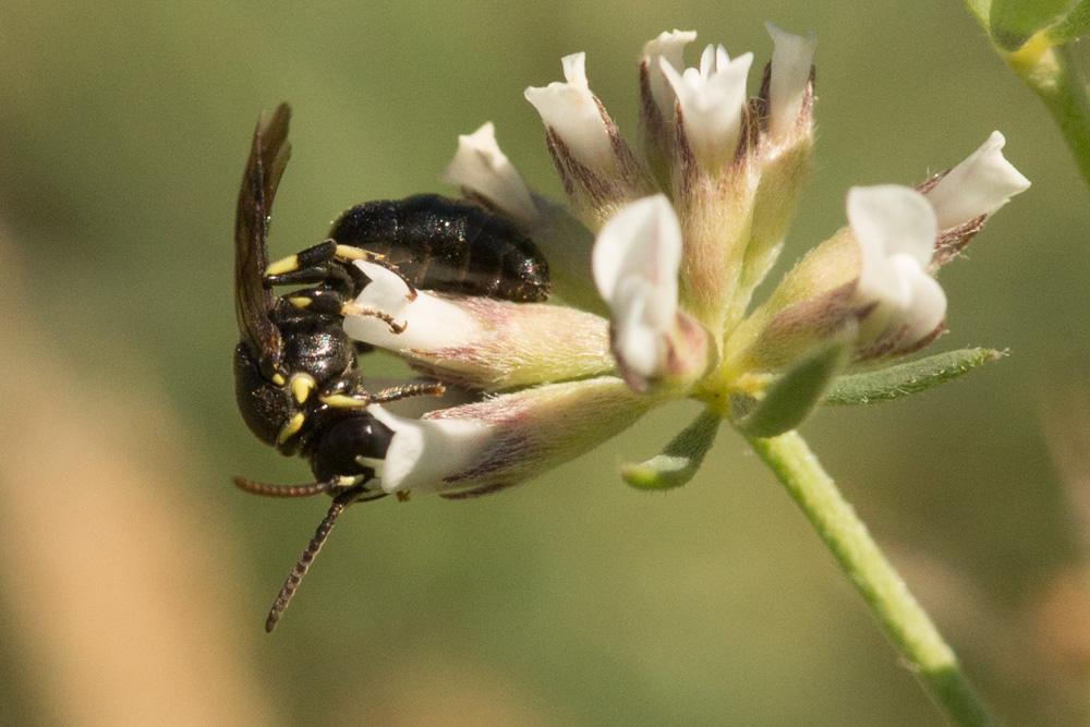 Hylaeus pictus (Smith, 1853)