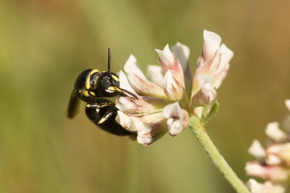 Hylaeus pictus (Smith, 1853)