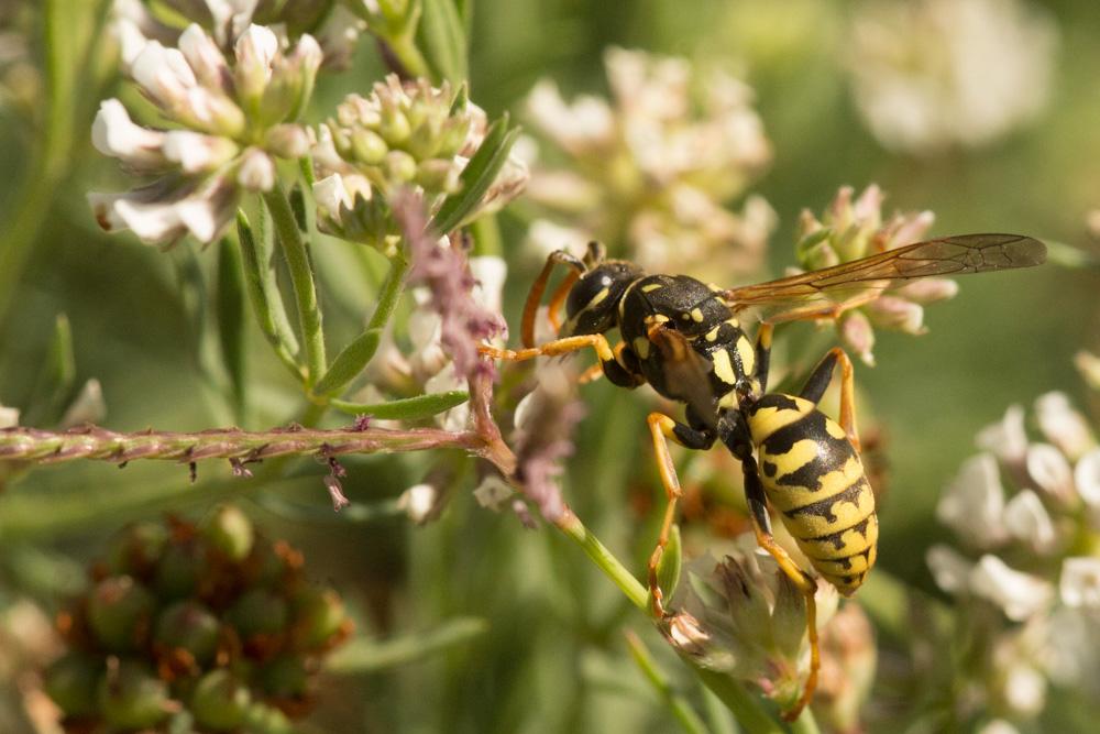 Polistes Latreille, 1802
