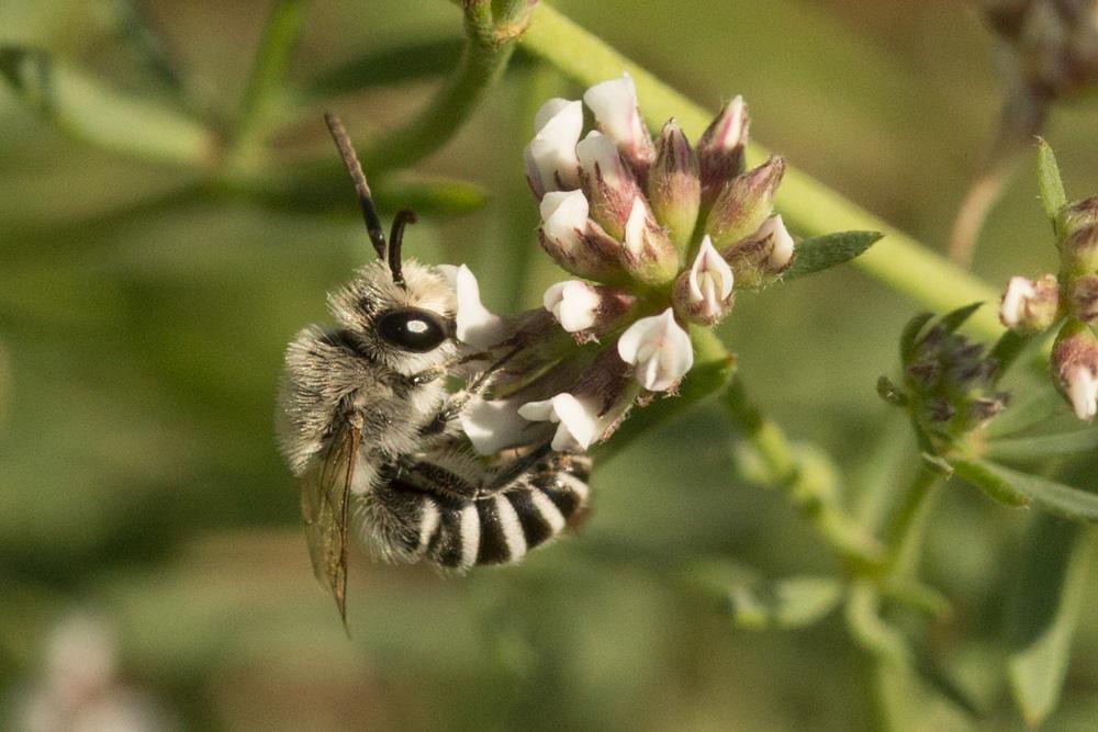 Colletes Latreille, 1802