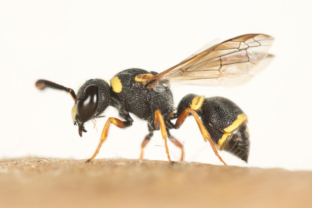 Leptochilus de Saussure, 1853