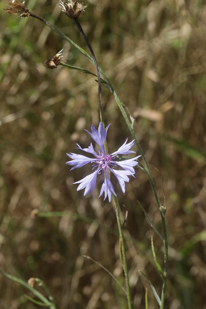 Barbeau Cyanus segetum Hill, 1762