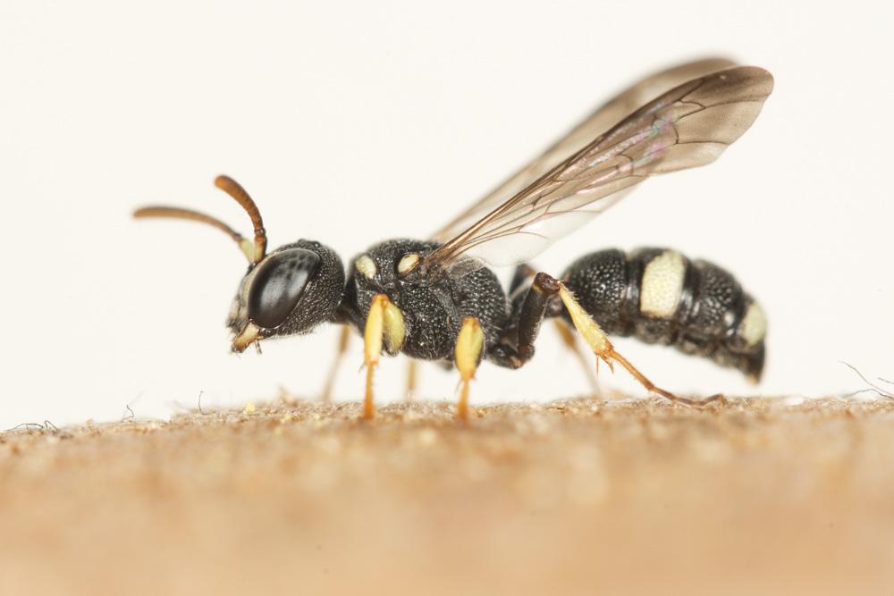 Cerceris rubida (Jurine, 1807)