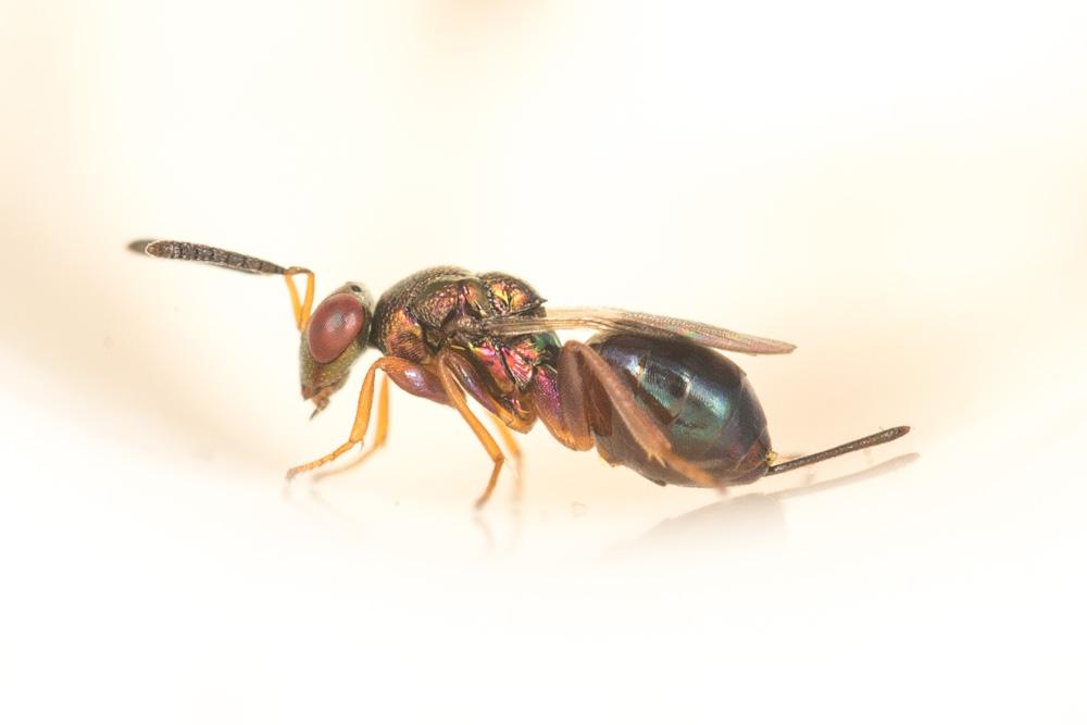 Torymidae Walker, 1833